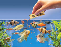FISH FOOD